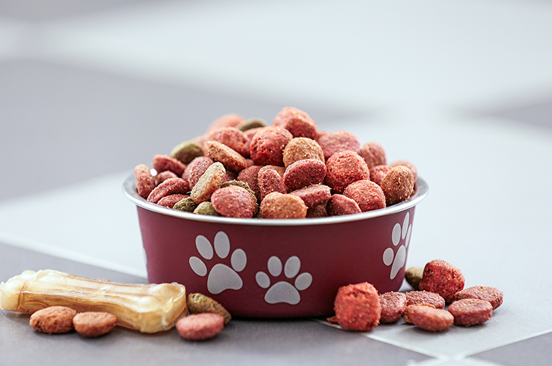 Nutrition Know-How: Crafting a Balanced Diet for Your Canine Companion