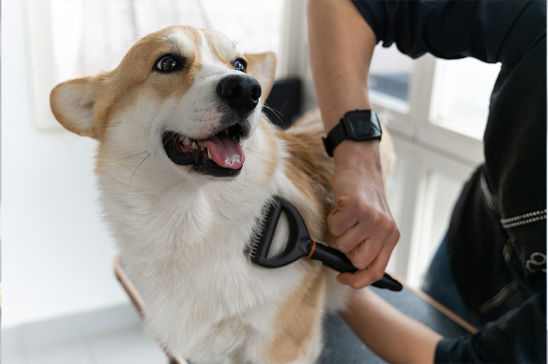 Tips and Must-Have Products for a Well-Groomed Pup