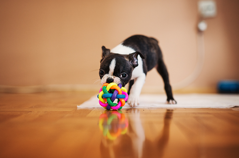 Playtime Unleashed: Toys and Games to Keep Your Dog Active and Happy