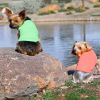 100% Cotton Dog Tanks - Green Flash